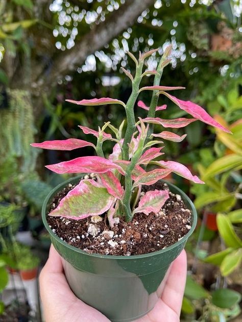 Devils Backbone Plant, Slipper Plant, Devils Backbone, African Milk Tree, Pencil Cactus, Green Backdrops, Home Gardens, Succulents Plants, Evergreen Plants