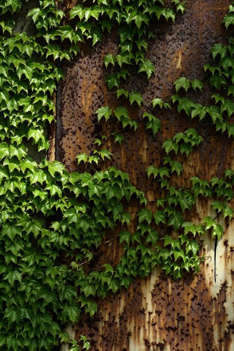 butisitartphoto:    Leaves Flower Waterfall, Boston Ivy, Ivy Cottage, Colored Walls, Sherwood Forest, Willow Green, English Ivy, Ivy House, Ivy Plants