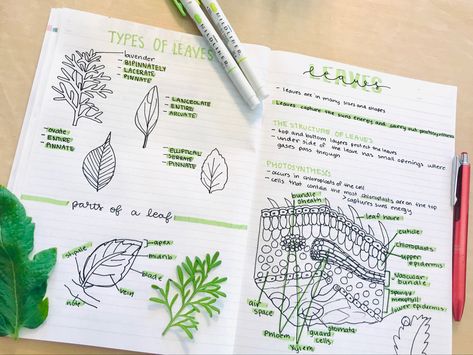 Leaf Structure Biology Notes, Botany Notes Aesthetic, Horticulture Notes, Parts Of A Leaf, Biology Drawing, Plant Notebook, Biology Plants, Ipad Notes, Leaves Sketch