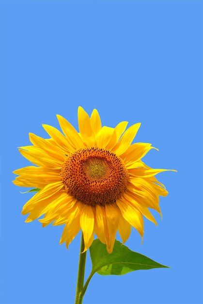 Field Wallpaper, Sun Flowers, Yellow Sky, Sun Sky, Sunflower Wallpaper, Sunflower Yellow, Yellow Sun, Photo Beautiful, Korean Traditional