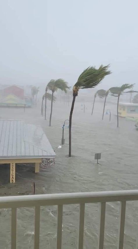 Surreal Portrait, Save Our Earth, Wild Weather, Weather And Climate, Meteorology, Natural Phenomena, Natural Disasters, The National, Palm Trees