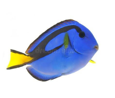 Fish Widget, Blue Tang, Fish Reference, Marine Organism, Blue Tang Fish, Reef Fish, Fish Png, Fish Icon, Tang Fish