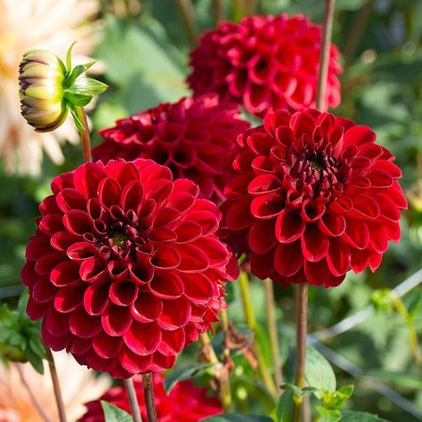 Dahlia 'Red Fox' | White Flower Farm Red Dahlia Flower, Dahlia Photography, Red Dahlias, Victorian Language, Long Vase, Red Dahlia, White Flower Farm, Insecticidal Soap, Garden Decor Items