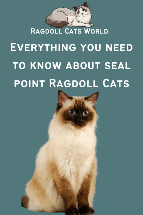 The most popular color of Ragdoll Cat is the Seal Point. It is one of the traditional ragdoll colors, alongside the Blue point. Its name is derived from that of the sea mammal, as its dark brown color resembles that of a seal. Ragdoll Colors, Seal Point Ragdoll, Ragdoll Cat Colors, Ragdoll Cat Breed, Most Popular Cat Breeds, Sea Mammal, Ragdoll Cats, Blue Point, Ragdoll Kitten