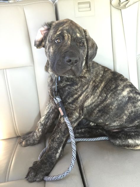 Droopy Lips, Brindle Bullmastiff, English Mastiff Dog, English Mastiff Puppies, Dogs Ideas, Mastiff Puppy, Cane Corsos, Puppy Litter, Dream Pet