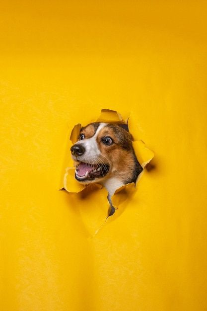 Diy Pet Photoshoot, Studio Dog Photography, Dog Studio Photoshoot, Dog Photoshoot Studio, Dog Product Photography, Dog Studio Photography, Cute Dogs Aesthetic, Pet Photo Shoot, Dog Photography Studio