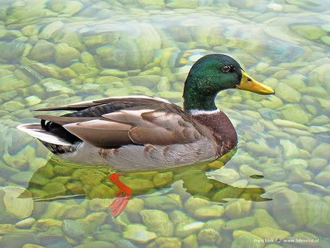 Duck swimming in the clear water of the lake in Neuchatel, Switzerland Duck In Water Drawing, Neuchatel Switzerland, Duck In Pond, Duck Swimming, Duck In Water Painting, Ducks In A Pond, Male Duck, Duck In Water, Ducks Swimming