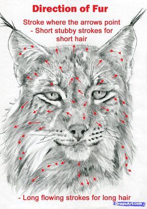 How to Draw a Realistic Lynx, Step by Step, Realistic, Drawing Technique, FREE Online Drawing Tutorial, Added by catlucker, July 20, 2012, 10:55:33 pm How To Draw Animal Fur, How To Draw Fur Pencil, Head From Above Reference, Draw Fur, Drawing Fur, Pencil Drawing Tutorials, Realistic Drawing, Drawing Animals, Animal Fur