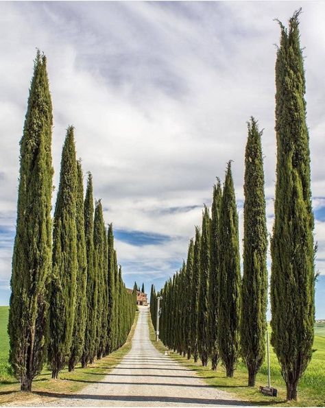 Italian Trees, Italian Cypress Trees, Tuscan Architecture, Dream Environment, Pool Plants, Outdoor Gardens Landscaping, Italian Cypress, Backyard Garden Diy, Modern Backyard