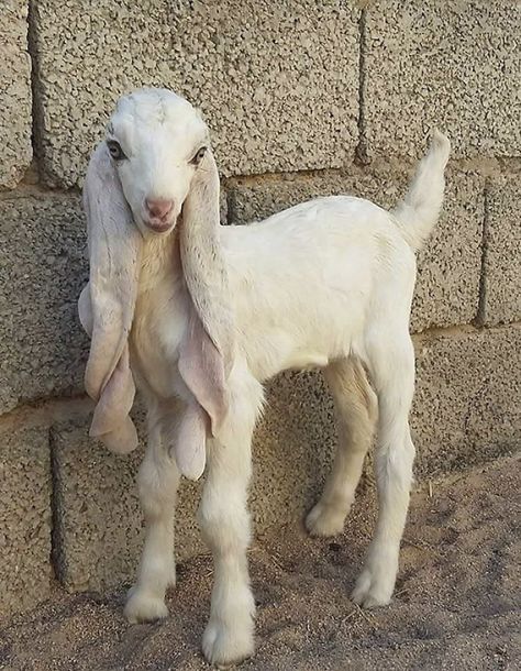 Damascus Goat, Ugly Animals, Cute Goats, Animal Print Wallpaper, Unusual Animals, Rare Animals, Animal Habitats, Pretty Animals, Endangered Animals