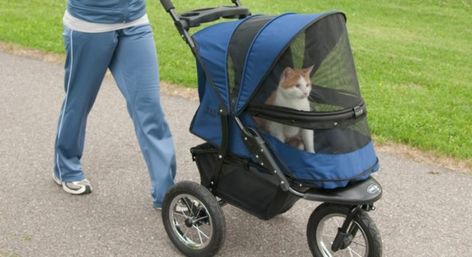 Why Do Some People Walk Their Cats in Strollers? Running Stroller, Cat Running, Running With Stroller, Cat Stroller, Pet Strollers, Dog Stroller, Pet Stroller, Jogging Stroller, Cat Coloring Page