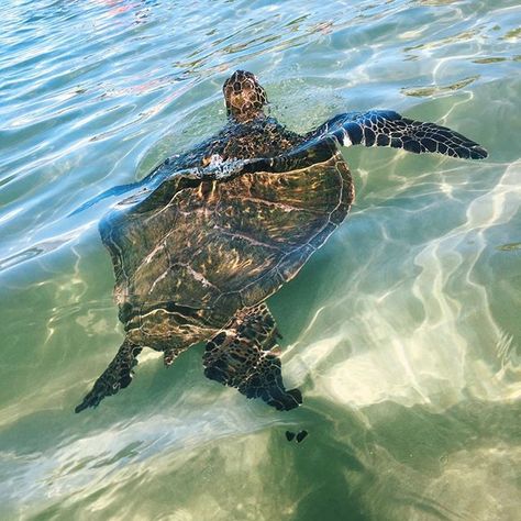 Future Marine, I Like Turtles, Hawaii Holiday, Ideal Lifestyle, Baby Sea Turtles, Turtle Sea, Birthday Travel, Moodboard Inspo, Ocean Aesthetic