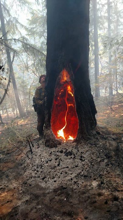 The fire inside this tree has been burning for 5 days. Weird Trees, Fire Inside, Image Nature, Unique Trees, Twin Peaks, Natural Phenomena, Alam Yang Indah, Beautiful Tree, In The Forest