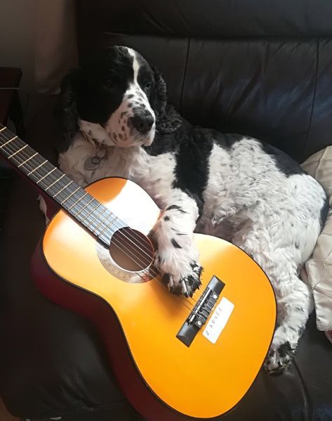 My dog playing the guitar aka KK slider Dog With Guitar, Dog Playing Guitar, Kk Slider, Hard Images, Dog Playing, Playing The Guitar, Guitar Lovers, Playlist Covers, Sleeping Dogs