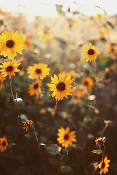 Wild Sunflowers, Tumblr Flower, Wild Sunflower, Tumblr Backgrounds, Sunflower Wallpaper, Yellow Aesthetic, Aesthetic Pastel Wallpaper, Pastel Wallpaper, Beautiful Summer