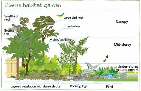 Landscaping with a Purpose – What’s Diversity Got To Do with It? - Ecological Landscape Alliance Permaculture House, Ecological Landscape, Food Forests, Land Design, Habitat Garden, Asclepias Tuberosa, Animal Ideas, Permaculture Gardening, Sun Garden