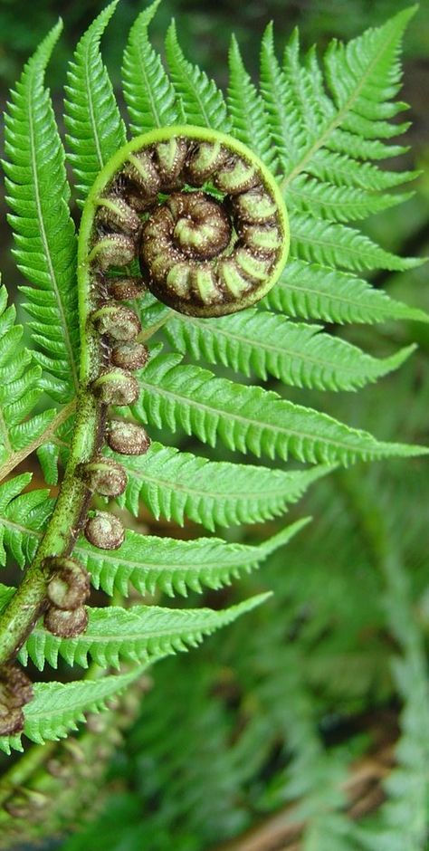 Koru, New Zealand                                                                                                                                                                                 Mehr Fern Backyard, Nz Plants, Spirals In Nature, Fiddlehead Ferns, Fern Tattoo, Ferns Garden, Study Art, Maori Designs, Nz Art