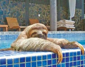 Dip in the pool, anyone? Sloth Humor, Cute Sloth Pictures, Sloth Facts, Two Toed Sloth, Three Toed Sloth, Sloth Life, Sloth Art, Sloths Funny, Sloth Lovers