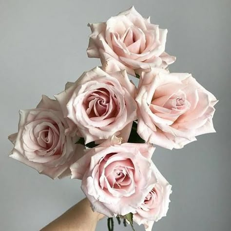 Sweet Escimo Roses | Bulk Fresh DIY Wedding Flowers | Flower Moxie Anniversary Bouquet, Flower Moxie, Soft Pink Roses, Light Pink Roses, Blush Pink Roses, Wedding Flower Guide, Fresh Wedding Flowers, Flower Varieties, Flower Guide