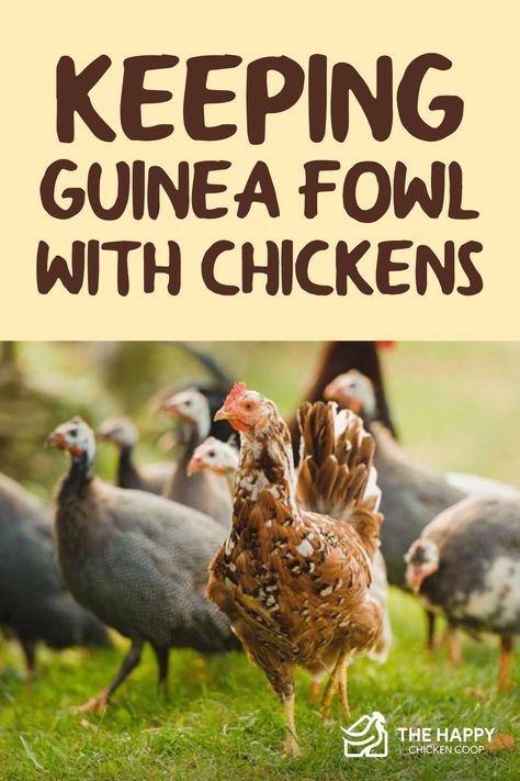 Guinea Hens, Hen Coop, Micro Farm, Garden Homestead, How To Raise Chickens, Chickens And Ducks, Backyard Chicken Farming, Raising Backyard Chickens, Farm Lifestyle