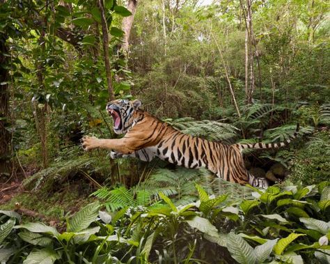 The Year of the Tiger | Nature and Wildlife | Discovery International Tiger Day, Tiger Habitat, Tiger Species, Tiger Day, Animal Poses, Tiger Conservation, Tiger Attack, Cat Celebrating, Jungle Foliage