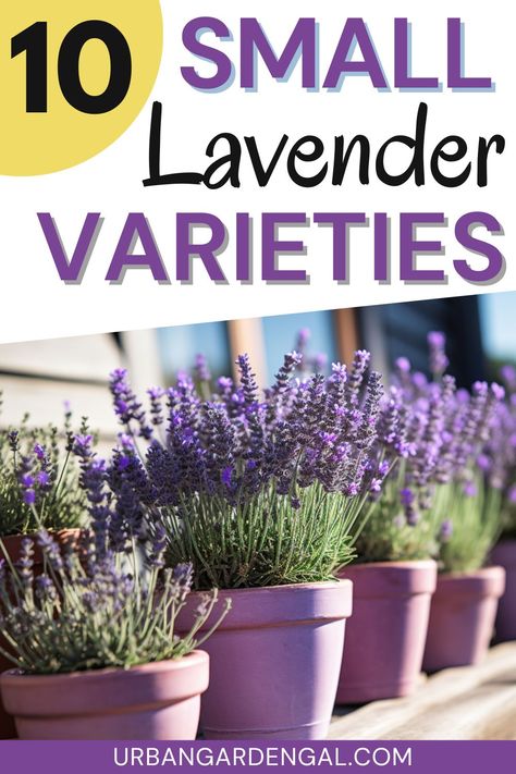 small lavender plants in purple containers Lavender Indoors, Lavender In Pots, French Lavender Plant, Indoor Lavender Plant, Planting Layout, Lavender Plant Care, Potted Lavender, Lavender Bush, Lavender Varieties