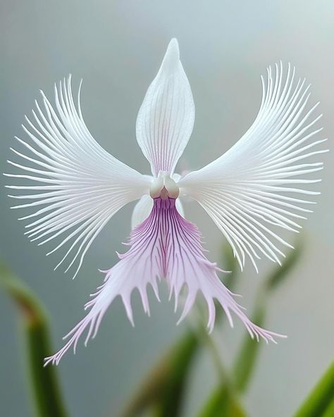 White Egret Orchid, Habenaria Radiata, Egret Orchid, White Egret, Painting Reference, Bird In Flight, White Petals, Light Water, Light Bright