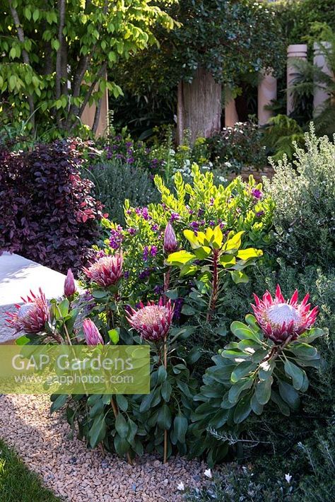 Protea Landscape Design, Protea Garden Ideas, Protea Plant Gardens, Protea Garden Landscaping, Polygala Myrtifolia, Westringia Fruticosa, Protea Cynaroides, Protea Garden, Bush Garden