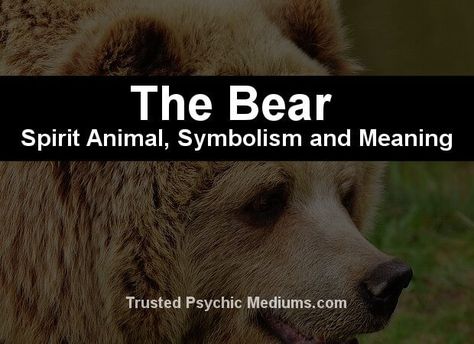 Yogi And Boo Boo, Bear Meaning, Bear Spirit Animal, Life Guidance, Fix Yourself, Bear Spirit, Animal Signs, Bear Totem, Spirit Bear