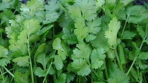 Healthy recipes of coriander - Farmizen Benefits Of Coriander, Coriander Essential Oil, Essential Oils Health, Coriander Leaves, Naturopathy, Tamarindo, Ornamental Plants, Coriander Seeds, Yoga Asanas