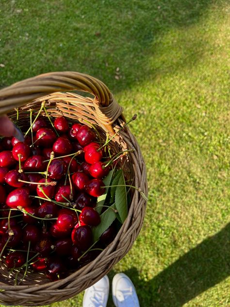 Cherry Orchard Aesthetic, Tom Lake, Cherry Farm, Cherry Orchard, Cherry Picking, Farm Lifestyle, Spring Aesthetic, Cherry Tree, Pretty Food