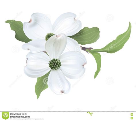 Dogwood Tree Stock Illustrations – 71 Dogwood Tree Stock ... Dogwood Illustration, Cornus Florida, Dogwood Blooms, Dogwood Tree, Dogwood Blossoms, Jesus Tattoo, Dogwood Trees, Dogwood Flowers, Hand Drawn Vector