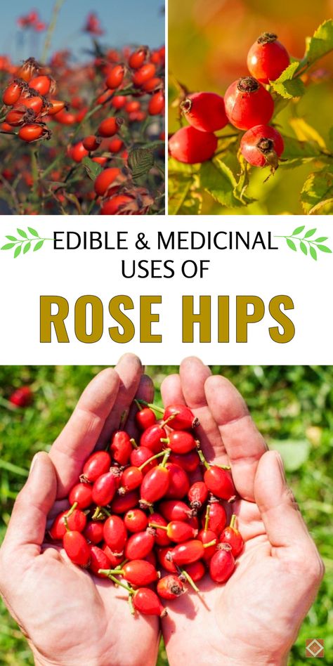 Embrace the benefits of rose hips—a garden treasure for both health and flavor! Packed with immune-boosting properties and a tart taste, rose hips are perfect for making teas, jams, and syrups. Use them as a natural remedy or a tasty ingredient that adds nutrition and flavor to your meals. Save this pin to explore rose hip recipes and remedies that make wellness easy and delicious. Rose Hip Recipes, Benefits Of Rose Hips, Rose Hips Benefits, Rosehip Recipes, Rosehip Tea, Rose Hips, Indoor Plant Care, Sustainable Garden, Natural Remedy