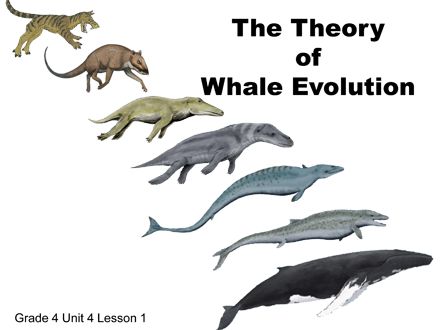 Crazy Eddie's Motie News: Whale evolution: Student Sustainability Video Fest... Whale Evolution, Evolution Activities, Cenozoic Era, Darwin's Theory Of Evolution, Darwin Theory, Animals Planet, Random Animals, Creature Ideas, Theory Of Evolution