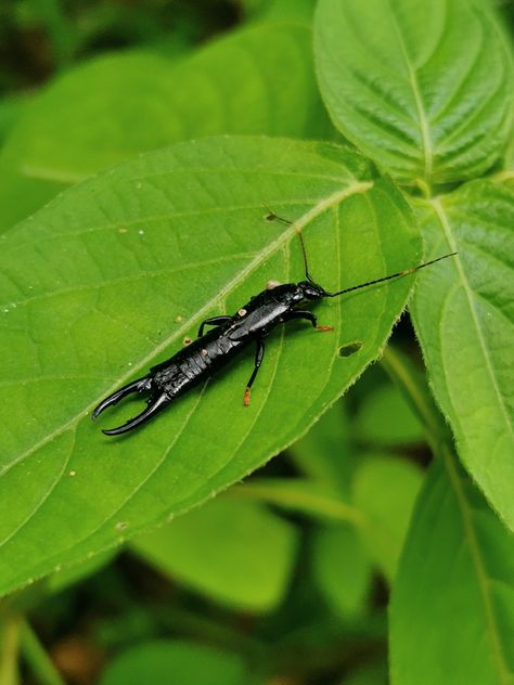 Insects earwig green Earwigs, Small Insects, Bugs, Insects, Plant Leaves, Make Up, Bugs And Insects