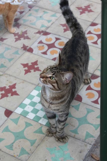 Hemingway Cats, Hemingway House, Polydactyl Cat, Travel Key West, Hunting Trip, Key West Florida, Ernest Hemingway, Cat Names, Animal Heads