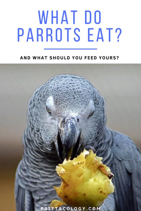 A balanced, varied diet is important for all pets. Parrots are no different and the many myths out there about their diets are the cause of many health issues. So what do parrots eat? Let’s have a look at parrot diet in the wild and what you should feed your domestic feathered friend to keep it happy and healthy. What do parrots eat in the wild? Homemade Bird Food, Parrot Playground, African Parrot, Sun Conures, Grey Food, Parakeet Care, Parrot Diet, Parrot Care, Parrot Food