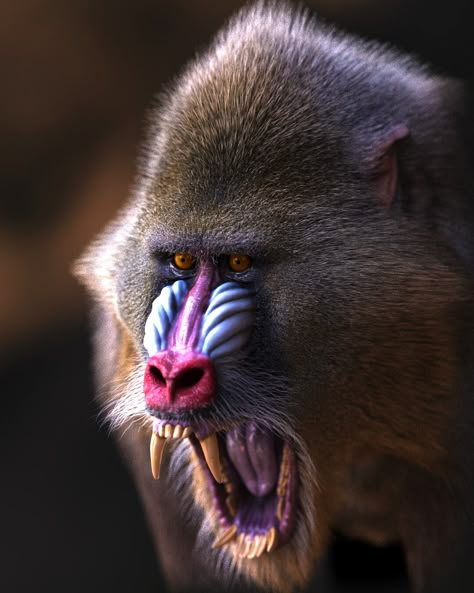 Mandrill Monkey, Angry Animals, Theme Tattoo, Mandrill, Animal Study, Baboon, Prehistoric Animals, African Animals, Wildlife Animals