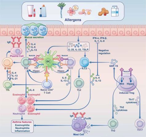 Signal Transduction, Allergic Rhinitis, Human Body Temperature, Molecular Biology, Medical Anatomy, Medical Illustration, Biochemistry, Anatomy And Physiology, Medical School