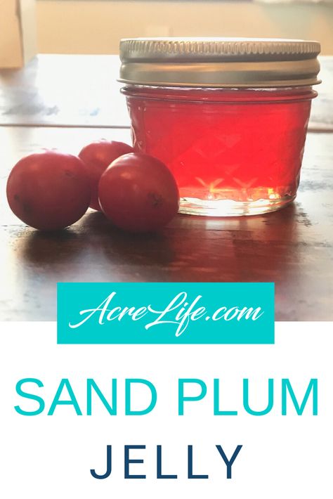 Wild Sand Plum Jelly - Acre Life Food Preservation Sand Plum Jelly Recipe, Wild Plum Jelly Recipe, Plum Jelly Recipe, Homemade Sand, Canning Jelly, Jalapeno Jelly Recipes, Plum Preserves, Mulberry Recipes, Plum Juice