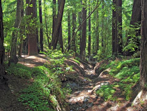 Trees In Forest, Redwood Trees, Redwood Tree, Forest Floor, Infographic Templates, Big Sur, Shade Garden, Garden Ideas, Tree Trunk