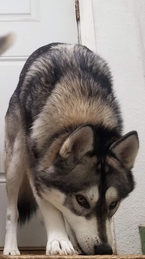 Skyla is my low- content wolfdog. She is 14 months old and loves to eat my shoes when I'm not looking. 🤣🐺 Low Content Wolfdog, Eat My, My Shoes, Wolf Dog