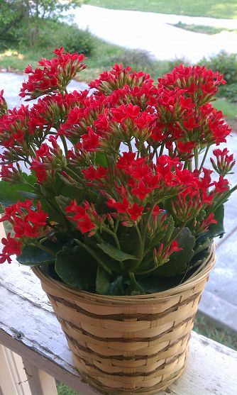 Beautiful ... but what is it? Plants With Red Flowers, Red Shrubs, Kalanchoe Blossfeldiana, Spring Scenery, Small Yard Landscaping, Patio Flowers, Porch Flowers, Flower Pot Design, Red Geraniums