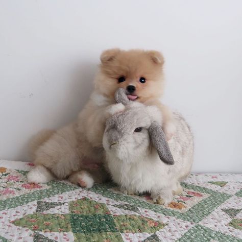 Animals Friendship, Bunny Pictures, Pet Rabbit, Baby Puppies, Baby Bunnies, Dog Sitting, 귀여운 동물, Cute Funny Animals