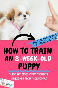 How to train an 8 week old puppy - basic dog training commands puppies understand Puppy Time, Dog Commands, Puppies Tips, Basic Dog Training, Puppy Training Tips, Best Dog Training, Crate Training, Training Your Puppy, Dog Obedience