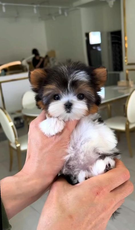 Cute Terrier Dogs, Cute Tiny Dogs Tea Cups, Mini Teacup Puppies, Small Dogs Breed, Mini Yorkie, Puppies Cutest, Micro Teacup Puppies, Biewer Terrier, Cute Fluffy Puppies