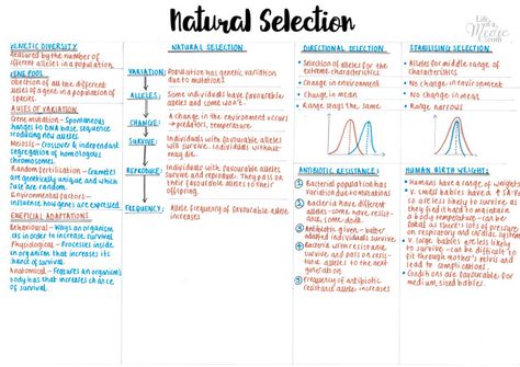 Ap Biology Notes High Schools, Natural Selection Notes, Evolution Notes Biology, Evolution Notes, Alevel Biology, Biology Evolution, Revision Help, Bio Notes, Summary Notes