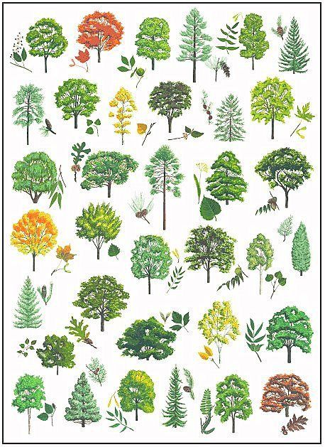 Tree Identification | Outside Duluth Tree Leaf Identification, Leaf Identification, Trees For Front Yard, Poster School, Tree Id, Tree Identification, Tree Poster, Plant Identification, Forest Trees