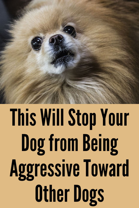 If your dog is aggressive toward other dogs, this can solve it. Professional Dog Trainer and Behavioral Specialist, Doggy Dan (owner of the dog training website, TheOnlineDogTrainer.com) has worked with thousands of aggressive dogs throughout his career.  Doggy Dan has developed a dog training program specifically for aggressive dogs. Aggressive Dog Training Tips, Dog Aggression Towards Other Dogs, Behavioral Specialist, Aggressive Dogs, Dog Training Aggression, Dog Aggression, Angry Dog, Dog Behavior Problems, Loving Animals