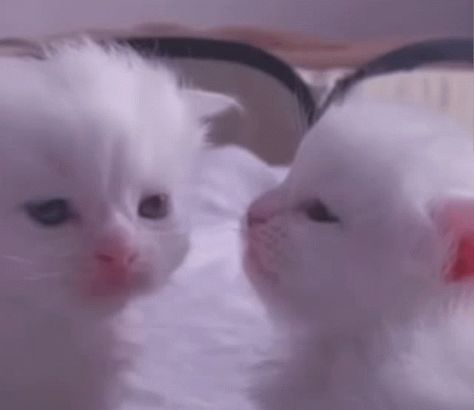 Kiss Cat, Animals Kissing, Cat Animated, Kiss Gif, Cute Kiss, I Love You Gif, Love You Gif, In Gif, Animals Friendship